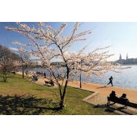 1390_02 Abendsonne an der Binnenalster im Frühling - ein Jogger läuft auf dem Weg. | 